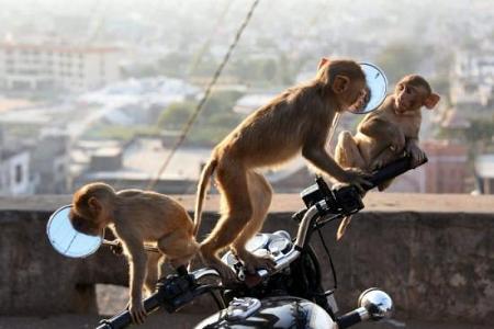 صور حول العالم قرود مكاك تلعب على دراجة نارية في الهند والمزيد