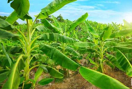طريقة زراعة الموز