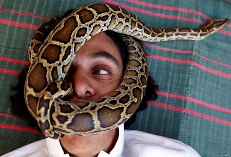 صور حول العالم ثعبان يلتف على وجه رجل يهوى جمع الثعابين والمزيد