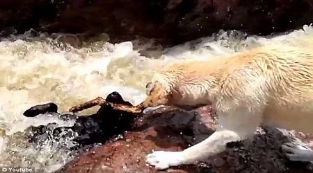بالفيديو كلب شجاع ينقذ صديقه من الغرق في نهر