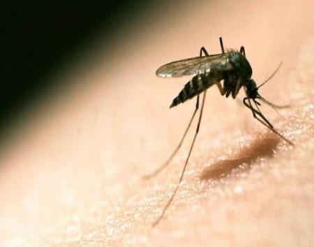 مخاوف من انتشار واسع لملاريا تقاوم العلاج