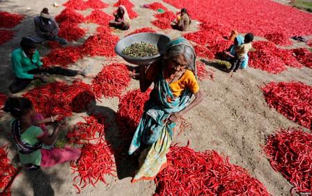 صور حول العالم حصاد الفلفل الأحمر في ضواحي الهند والمزيد
