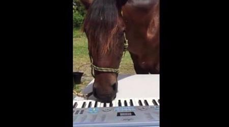 بالفيديو حصان موهوب يدهش متابعيه بالعزف على البيانو