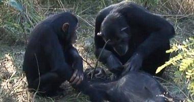 الإندبندنت تنشر فيديو لـ شمبانزى تنظف أسنان ابنها بعد موته