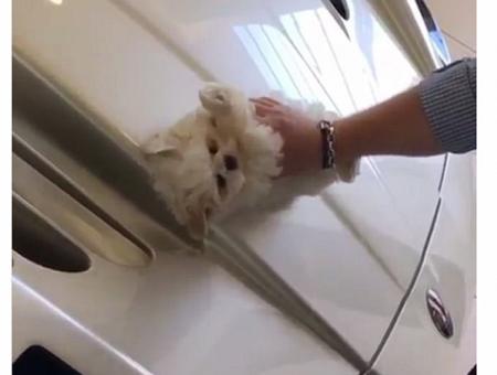 فيديو تسبب بكارثة على الإنترنت شاب ينظف سيارته باهظة الثمن بفراء كلبه!