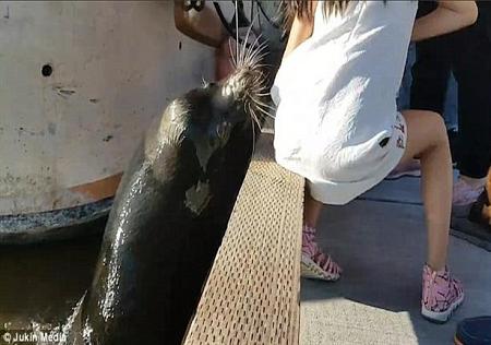 بالفيديو  كلب البحر  يهاجم طفلة ويغرقها في المياه
