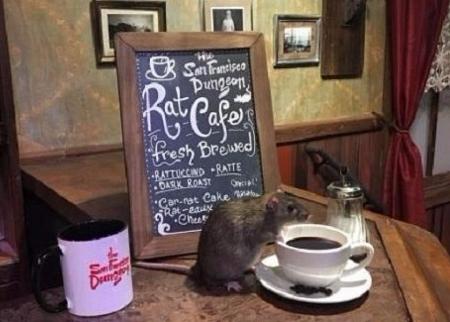 مطعم أمريكي يقدم فرصة لـ زبائنه تناولوا الطعام مع الفئران 