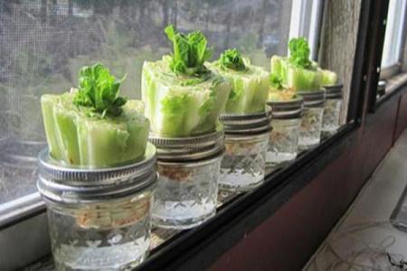 10 أنواع خضار يمكنكم أن تزرعوها في الماء في مطبخكم وتقطفون منها كل السنة ! 