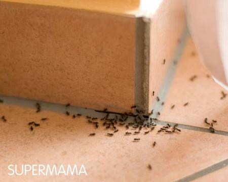 أفضل 8 طرق للتخلص من النمل