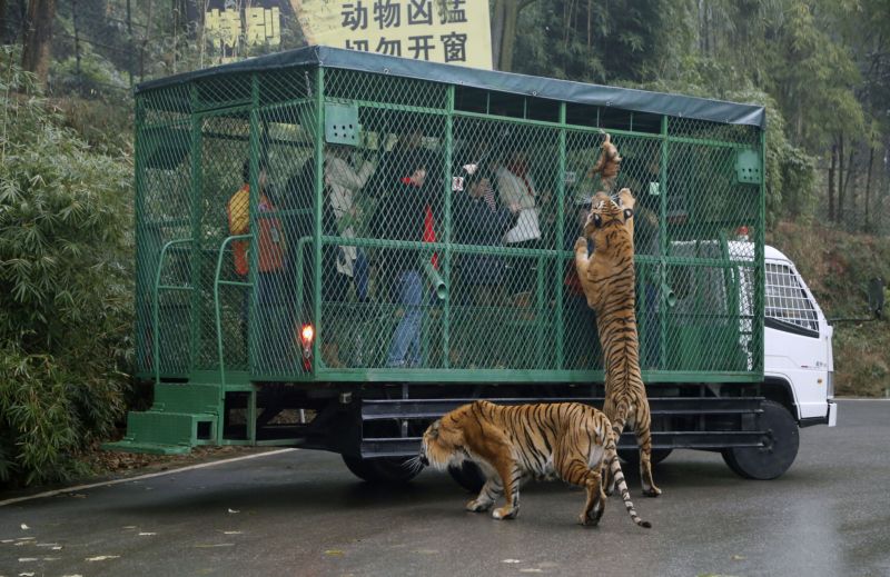 صور حديقة صينية تسمح بمشاهدة النمور بطريقة غريبة