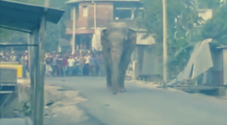 شاهد فيل غاضب يفزع سكان بلدة في الهند دمر 100 محل ومنزل