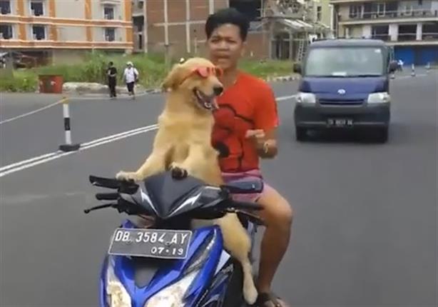 في إندونيسيا كلب يقود دراجة نارية بمهارة