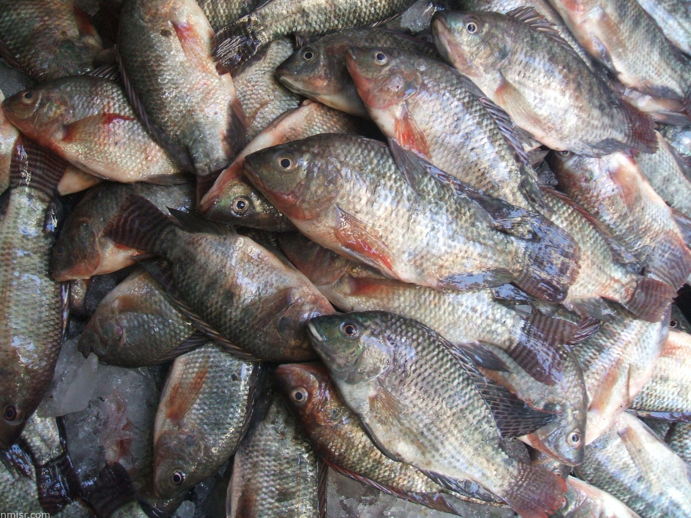 الحكومة تحذر المواطنين الأسماك بها سم قاتل قد تسبب الوفاة