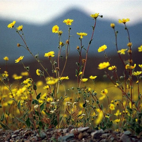 بالفيديو والصور تفتح ملايين الأزهار بمتنزه وادي الموت