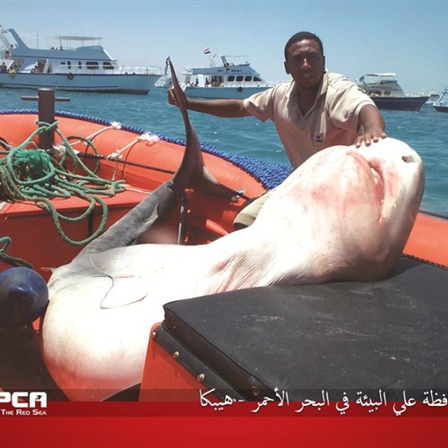 بالصور أسماك القرش كنوز البحر الأحمر