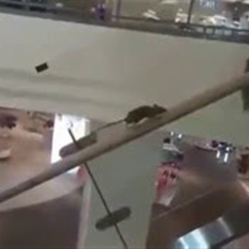 بالفيديو مقطع طريف لفأر يحاول السير عكس اتجاه سلم كهربائي