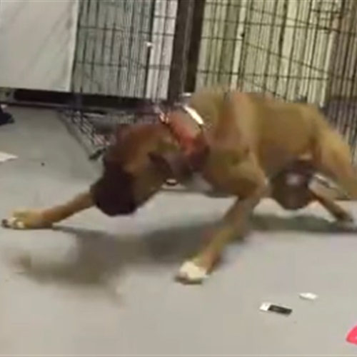 بالفيديو كلب يحطم قفصه الحديدي ويتمكن من الهرب