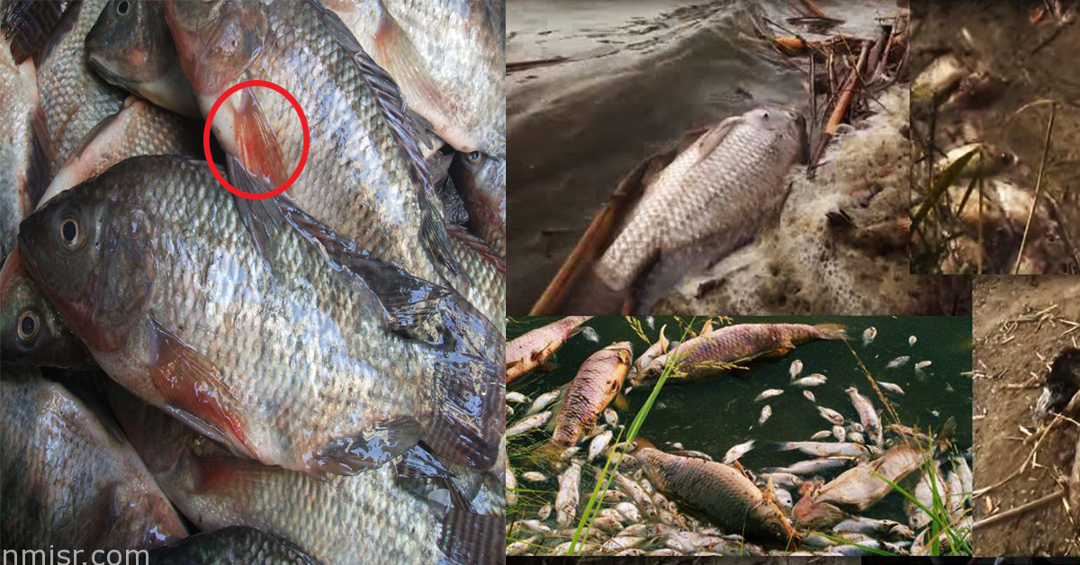 حماية المستهلك يحذر المواطنين من تناول الأسماك في هذه الحالة !