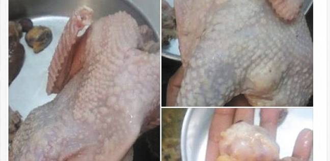 تحذيرات بشأن مرض سرطان الدجاج وكيف تتجنب الدجاجة المصابة بهذا المرض 
