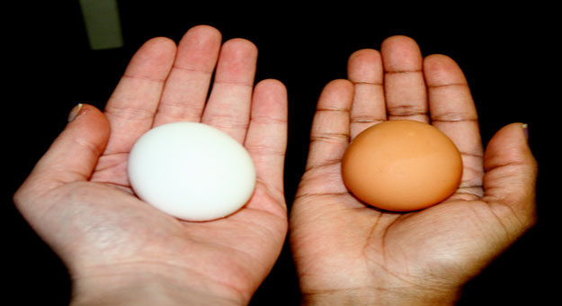 تعرفى على الأفضل البيض الأحمر أو البيض الأبيض وما الفرق بينهما