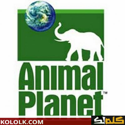 ترددات قناة كوكب الحيوانات 2021 animal planet