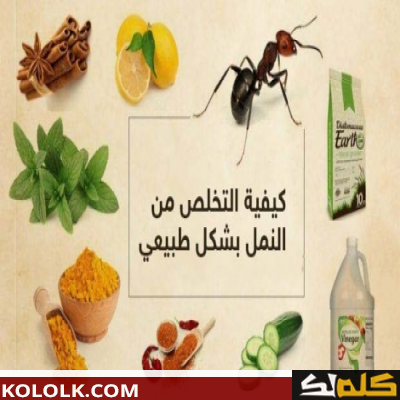 طرق طبيعيه و فعاله للتخلص من النمل