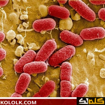 تعرف على بكتيريا e.coli الكوليرا والتى تعيش في أمعاء الانسان