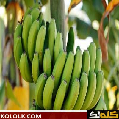 فوائد الموز الأخضر للرجيم