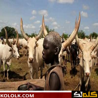 أهمية وفائدة الثروة الحيوانية في السودان