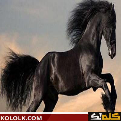 تعبير عن الحصان العربي