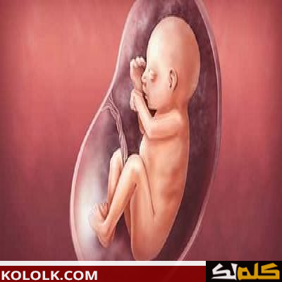 الوزن الطبيعي للجنين في الشهر الخامس