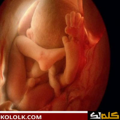 كيف يتم تكوين الجنين
