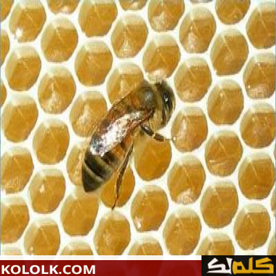 كيف تصنع خلية النحل