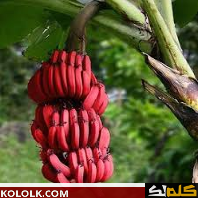 أبرز فوائد الموز الأحمر
