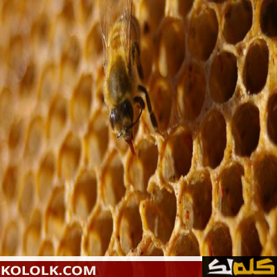 كيف تصنع النحلة العسل
