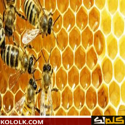 لماذا يصنع النحل العسل