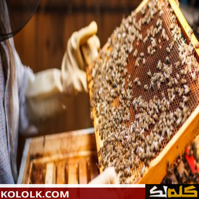 طريقة تربية النحل وإنتاج العسل