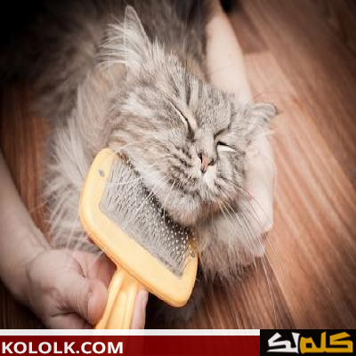 علاج و دواء تساقط شعر القطط