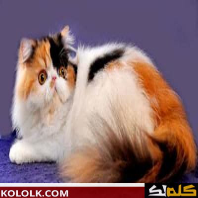 معلومات عن القطط الفارسية