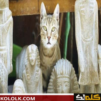 معلومات عن القطط الفرعونية