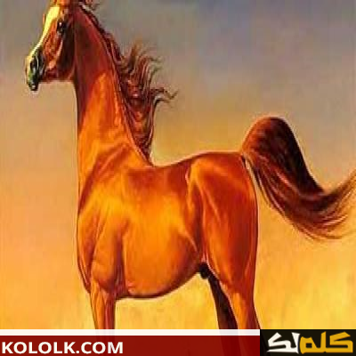 معلومات عن الحصان العربي الأصيل