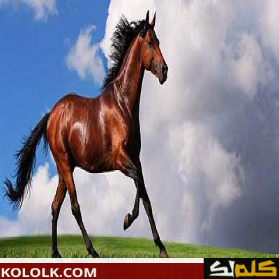 كم يبلغ وزن الحصان العربي