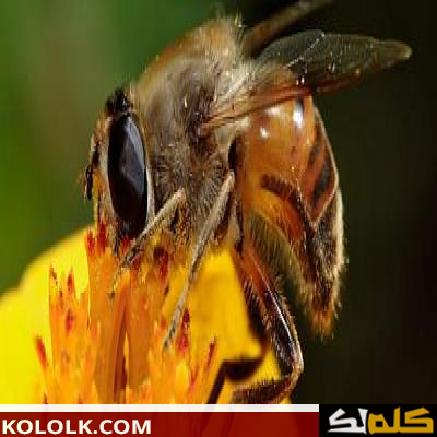 فوائد النحل