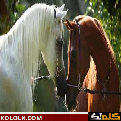 اجمل وافضل الخيول العربية الأصيلة
