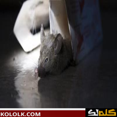 طرق ووسائل القضاء على الفئران