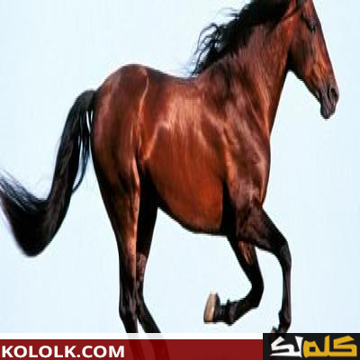 تعرف على ما هى اجمل وافضل الخيول العربية