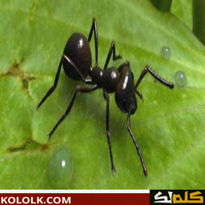 طرق ووسائل القضاء على النمل
