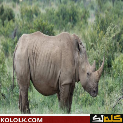 تعرف ما هو وحيد القرن