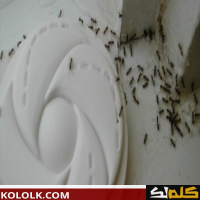 طرق ووسائل الانتهاء والتخلص من النمل في المنزل