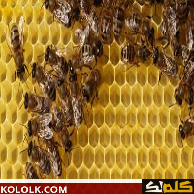 النحل و بناء الشمع